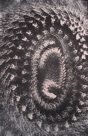 Monocolor Manifestations - 24